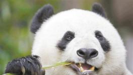 复杂的牙齿结构帮助大熊猫在生存竞争中胜出