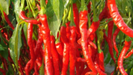 辣椒产量低怎么办？