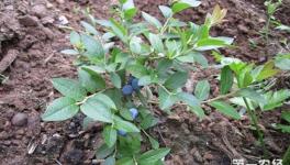 蓝莓种植之蓝莓的扦插繁殖方法
