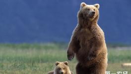 棕熊是怎样繁殖的？棕熊的繁殖方式介绍