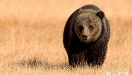 棕熊的生活习性是怎样的？棕熊的生活习性介绍