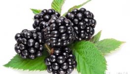 黑莓如何进行扦插繁殖？黑莓的高产扦插繁殖技术