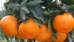 秋冬季要如何促进柑橘的花芽分化？