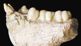 我们能用牙齿和四块下颌骨化石解开“金刚”之谜吗