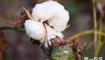 棉花怎么种植？不同生长期棉花的生育特点和栽培技术