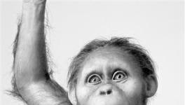 人类祖先的大脑与类人猿相似但发育缓慢