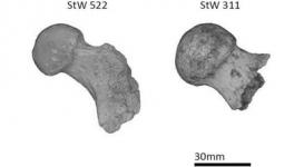 化石腿骨揭示人类祖先经常爬树