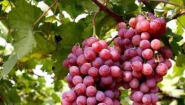 红提葡萄怎么施肥？红提葡萄高产施肥技术介绍