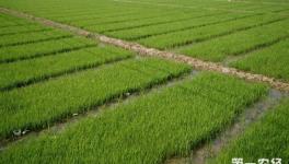 稻田养殖小龙虾四大优势，您了解过么？
