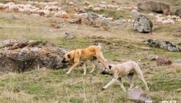 中亚牧羊犬是超大型犬吗？中亚牧羊犬打架排第几？
