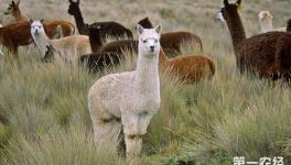 什么是羊驼？羊驼为什么被叫做“草泥马”？