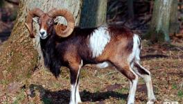 盘羊是几级保护动物？盘羊有什么特别的外貌特征？