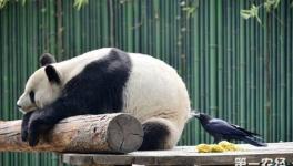 乌鸦为什么会拔熊猫毛搭窝？难道乌鸦比大熊猫还“胆大”？