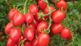 樱桃番茄怎么种才能高产？樱桃番茄高产管理技巧