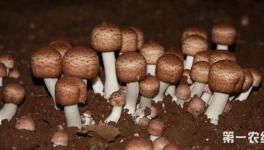 蘑菇怎么追肥？蘑菇种植施肥方法介绍