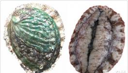 名贵海产贝类“皱纹盘鲍”养殖技术