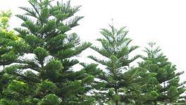 南洋杉怎么养？南洋杉的生长习性和养护技巧