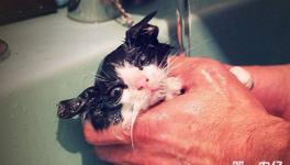 夏天来了 给猫洗澡要注意的问题有哪些？