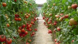 番茄种植中2,4-D植物生长素使用注意事项