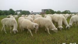 养50只湖羊要多少成本？湖羊养殖利润分析