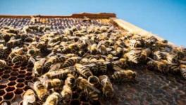 蜜蜂怎么养殖?怎么做好蜜蜂的调温工作?