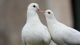 鸽子有什么常见传染病?怎么治疗鸽子常见传染病?
