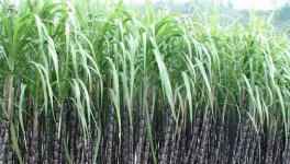 甘蔗怎么施肥？甘蔗科学施肥方法
