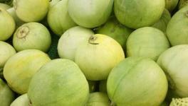 香瓜怎么种？香瓜的种植管理技术