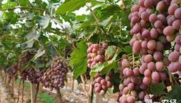 未成熟葡萄大量落果怎么办？未成熟葡萄大量落果的原因