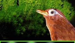 画眉鸟的眉型和眼型有哪些？画眉鸟的眉眼识别图鉴