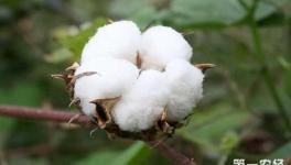 棉花要怎么平衡施肥？棉花平衡施肥五技术
