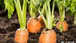 胡萝卜要怎么施肥才能增产？胡萝卜的施肥技术