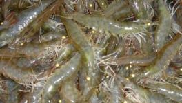 什么是水硬度?南美白对虾对水硬度有什么需求?
