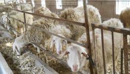 养羊是喂干饲料好，还是喂湿饲料好？羊群干喂和湿喂的优缺点