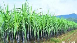 甘蔗田要怎么施用除草剂除草？甘蔗田除草剂的正确施用方法