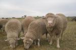 澳大利亚拟逐步停止活羊出口，以改善动物福利