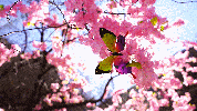 走进平谷石林峡，一起“趣”春游赏桃花